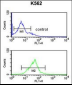 EIF3G Antibody (Center)